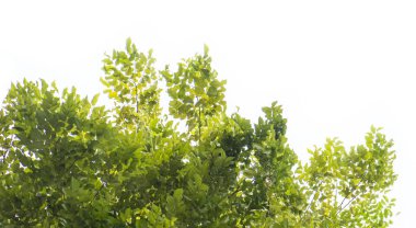 Dallarda yeşil yapraklar, sabah tazeliği, beyaz arka planda güzel yapraklar..