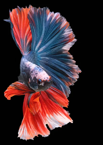 Красивое Движение Красно Голубой Betta Рыбы Ритмичный Крупным Планом Сиамских — стоковое фото