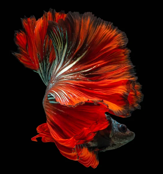 Vacker Rörelse Röd Blå Betta Fisk Siamese Kämpar Fisk Betta — Stockfoto