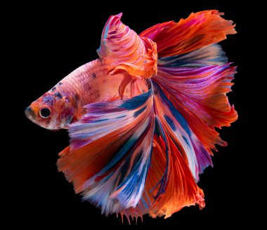 Kırmızı Beta balığının güzel hareketi, ritimsel dövüş balığı, Betta ihtişamı, Tayland 'ın Halfmoon betta' sı, siyah arka planda izole edilmiş..