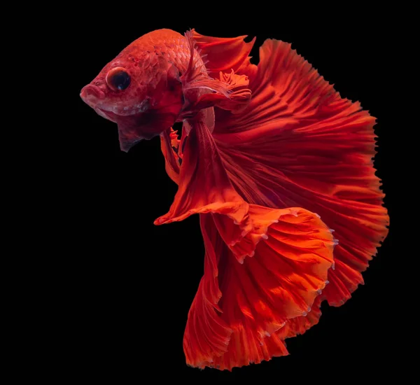 Beautiful Movement Red Betta Fish Rhythmic Close Siamese Fighting Fish — Stock Photo, Image