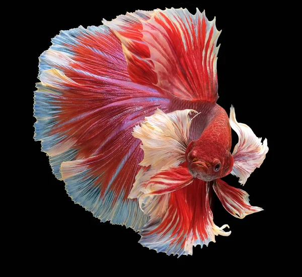 Close Peixe Betta Vermelho Belo Peixe Combate Siamês Betta Siamesa — Fotografia de Stock