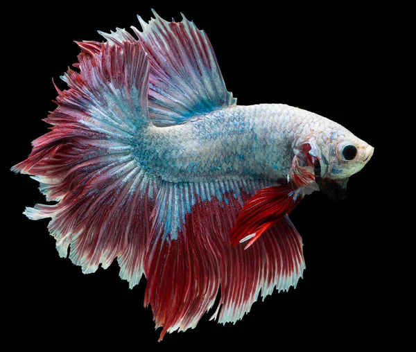 Beau Mouvement Poissons Betta Blanc Rouge Gros Plan Rythmique Poissons — Photo