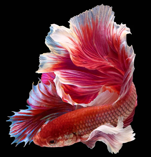 Ikan Putih Siam Merah Fancy Halfmoon Betta Moving Moment Beautiful — Stok Foto