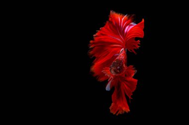 Kırmızı betta balığının güzel hareketi, Süslü Yarım Ay Betta, Siyam Savaşçı Balığının hareketli anı, Betta ihtişamlı Beta balığının siyah arka plandaki ritmi.