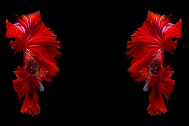 İki kırmızı betta balığının güzel hareketi, Süslü Yarım Ay Betta, Siyam Dövüşen Balığının hareketli anı, Betta görkemi, Siyah arka planda Beta Balığının Ritmi.