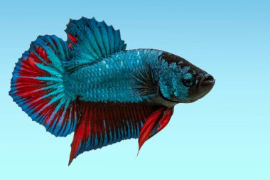 Mavi betta balığının güzelliği, siyam balığının dövüşen kısa kuyruğu, mavi arka planda izole Beta ihtişamı. Boşluğu kopyala.