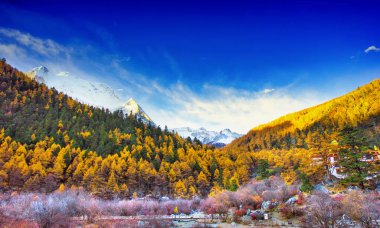 Yading Nature Reserve 'de sonbahar ormanı, Daocheng County, Sichuan Chaina, Snow Mountain.