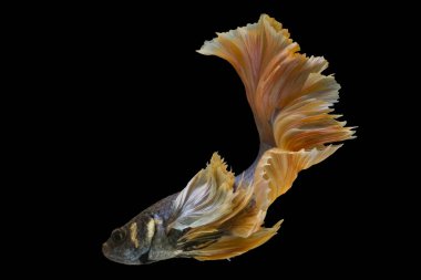 Tayland 'da savaşan sarı siyam balığının hareketli anı. Kırmızı betta balığı, Fancy Halfmoon Betta, Betta splendens (ısıran balık), siyah arkaplanda izole edilmiş Beta balığı ritmi.