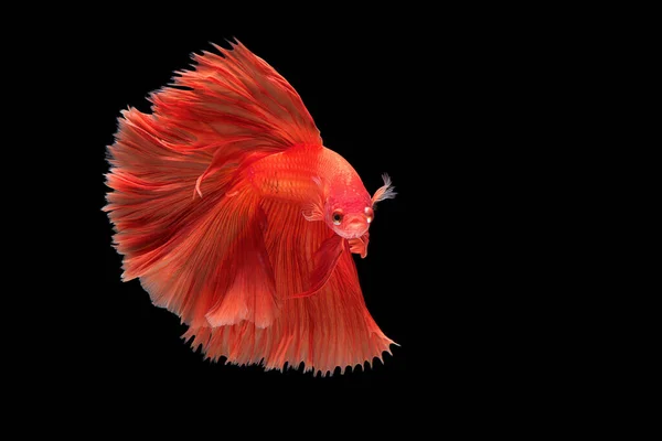 Bellissimo Movimento Pesci Betta Rossi Fancy Halfmoon Betta Momento Commovente — Foto Stock