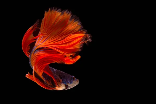 Bellissimo Movimento Del Pesce Rosso Blu Betta Fantasia Mezzaluna Betta — Foto Stock