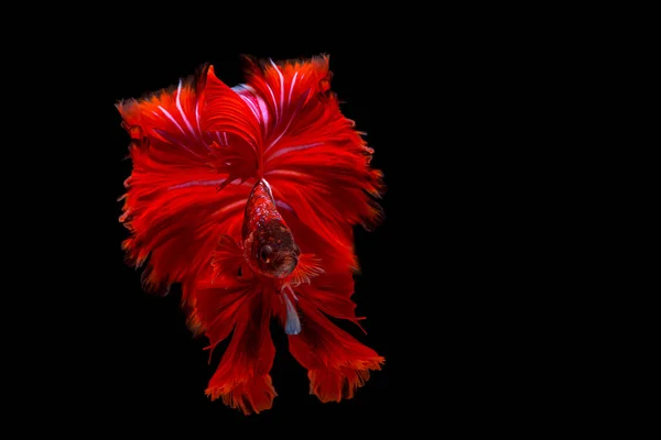 Bellissimo Movimento Pesci Betta Rossi Fancy Halfmoon Betta Momento Commovente — Foto Stock