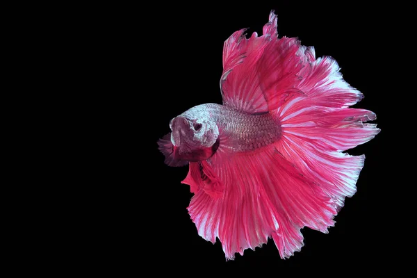 Beautiful movement of pink betta fish, Fancy Halfmoon Betta, The moving moment beautiful of Siamese Fighting fish, Betta splendens, Rhythmic of Betta fish on black background.