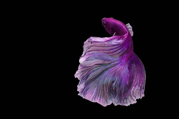 美丽的紫色贝塔鱼的运动 奇异的半月形贝塔 暹罗格斗鱼的动人瞬间 贝塔华丽 贝塔鱼在黑色背景上的韵律 — 图库照片