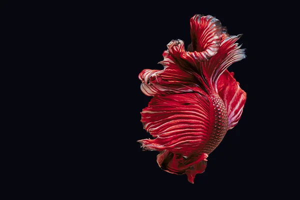 Hermoso Movimiento Peces Rojo Betta Peces Siameses Lucha Betta Esplendens — Foto de Stock