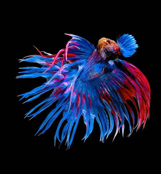 Hermoso Movimiento Azul Rojo Crowntail Betta Pescado Siamés Lucha Contra — Foto de Stock