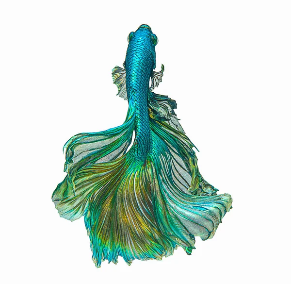 Сине Зеленый Betta Рыбы Движущийся Момент Красивый Сиамских Боевых Рыб — стоковое фото