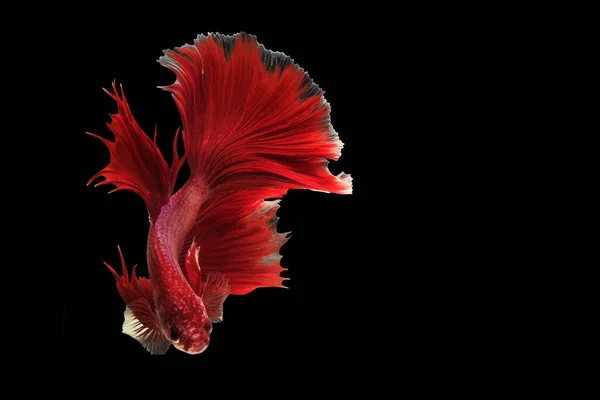 美丽的红色贝塔鱼的运动 迷人的半月形贝塔 暹罗战斗鱼的动人时刻 美丽的贝塔鱼 黑色背景的贝塔鱼的韵律 — 图库照片