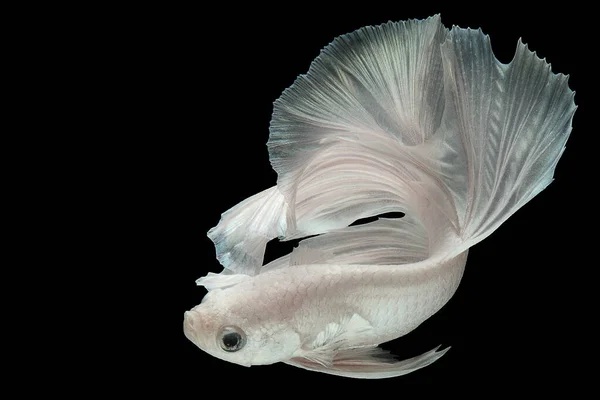 Mooie Beweging Van Witte Betta Vis Fancy Halfmoon Betta Het — Stockfoto