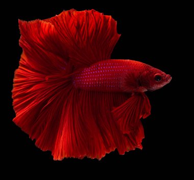 Güzel bir kırmızı Beta balığı hareketi, ritimsel dövüş balığı, Betta ihtişamı, Tayland 'ın yarım ay betta' sı siyah arka planda izole edilmiş..