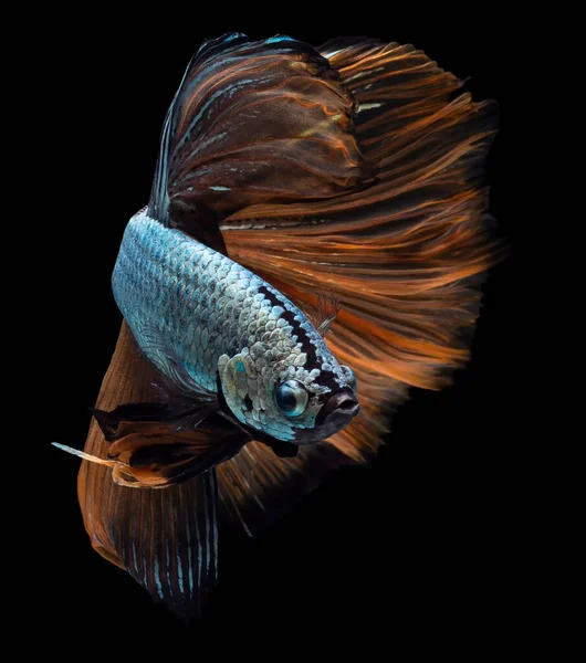 물고기의 아름다운 움직임 의전어 배경에 고립된 — 스톡 사진