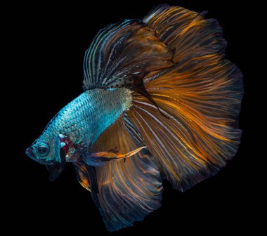 Yeşil Beta balığının güzel hareketi, Siyam dövüşen balığı, Tayland 'ın Beta ihtişamı, siyah arka planda izole edilmiş..