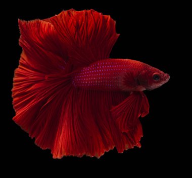 Güzel bir kırmızı Beta balığı hareketi, ritimsel dövüş balığı, Betta ihtişamı, Tayland 'ın yarım ay betta' sı siyah arka planda izole edilmiş..