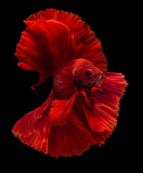 Vacker Rörelse Röd Betta Fisk Rytmisk Närbild Siamesiska Slåss Fisk — Stockfoto