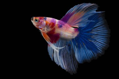 Kırmızı mavi Siyam dövüşçü balığının güzel hareketi, Fancy betta splendens (Halfmoon betta), siyah arka planda izole edilmiş.