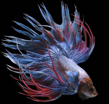 Mavi Crowntail betta balığının güzel hareketi, Fancy Halfmoon Betta, Siyam dövüşen balıklarının hareketli anı, Betta splendens, siyah arka planda izole edilmiş Beta balığının ritmi.
