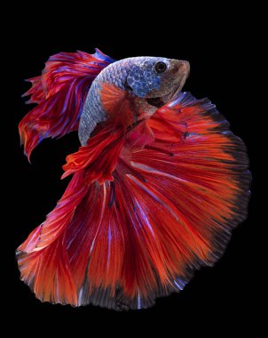 Mavi Beta balığının güzel hareketi, Ritim, savaşan Siyam balıklarının yakın çekimi, Beta ihtişamı, Tayland 'ın yarım ay betta' sı, siyah arka planda izole edilmiş..