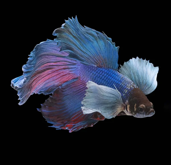 Bellissimo Movimento Pesce Azzurro Rosso Betta Ritmico Primo Piano Pesci — Foto Stock