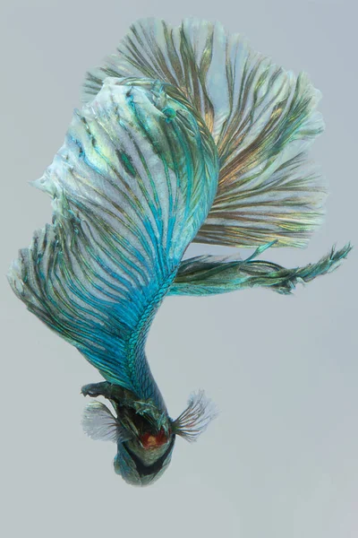 翠绿的贝塔鱼的美丽运动 暹罗战斗鱼的节拍特写 贝塔斑纹 灰色背景的半月形贝塔 — 图库照片