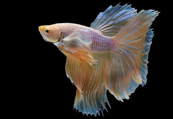 Beautiful Movement Yellow Betta Fish Siamese Fighting Fish Betta Splendens — Stock Photo, Image