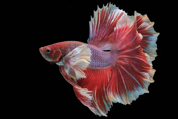 Primer Plano Del Pez Rojo Blanco Betta Hermoso Pez Siamés —  Fotos de Stock