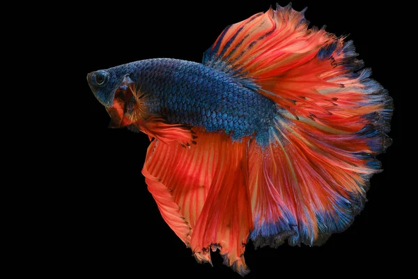 Beautiful Movement Blue Red Betta Fish Siamese Fighting Fish Betta — Stock Photo, Image