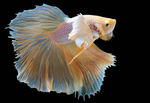 Beautiful Movement Yellow Betta Fish Siamese Fighting Fish Betta Splendens — Stock Photo, Image