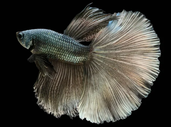 Close Peixe Betta Verde Belo Peixe Combate Siamês Betta Splendens — Fotografia de Stock