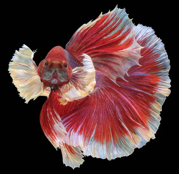 Bellissimo Movimento Pesce Rosso Betta Ritmico Primo Piano Pesci Combattenti — Foto Stock