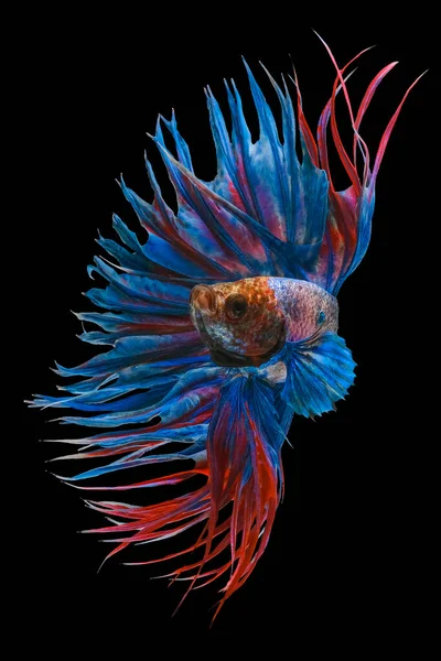 Beautiful Movement Red Crowntail Betta Fish Fancy Halfmoon Betta Moving — Stock Photo, Image