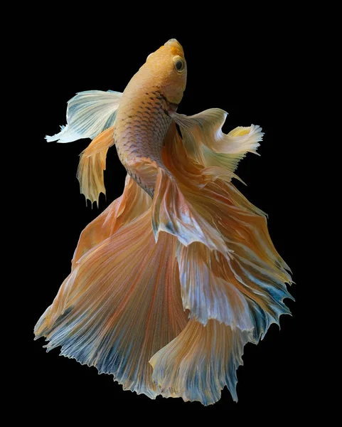 Beautiful Movement Yellow Betta Fish Siamese Fighting Fish Betta Splendens — Stock Photo, Image