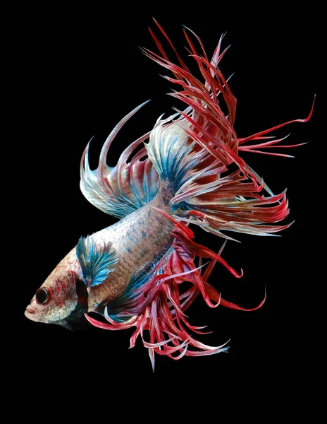 Schöne Bewegung Des Roten Kronenschwanzbettfisches Fancy Halfmoon Betta Der Bewegende — Stockfoto