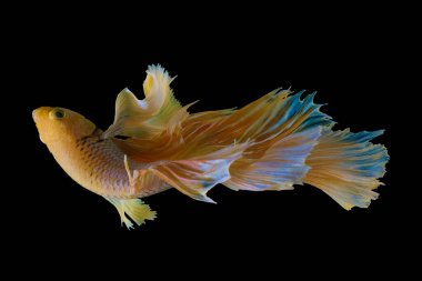 Sarı Beta balığının güzel hareketi, Siyam dövüşen balığı, Tayland 'ın Beta ihtişamı, siyah arka planda izole edilmiş..