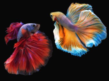 Güzel kırmızı ve sarı Betta hareketi, Siyam dövüşen balığı, İki Beta balığı dövüşüyor, Betta ihtişamı, Yarım Ay Betta balığı siyah arka planda izole edilmiş.