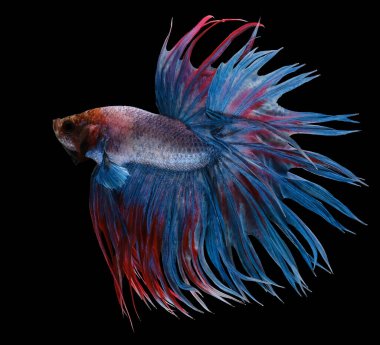 Mavi Crowntail betta balığının güzel hareketi, Fancy Halfmoon Betta, Siyam dövüşen balıklarının hareketli anı, Betta splendens, siyah arka planda izole edilmiş Beta balığının ritmi.