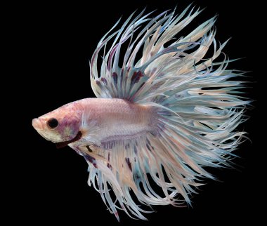 Beyaz Crowntail betta balığının güzel hareketi, Fancy Halfmoon Betta, Siyam dövüşen balıklarının hareketli anı, Betta splendens, siyah arka planda izole edilmiş Beta balığının ritmi.