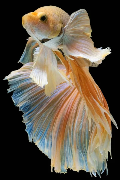 Beautiful Movement Yellow Betta Fish Siamese Fighting Fish Betta Splendens — Stock Photo, Image