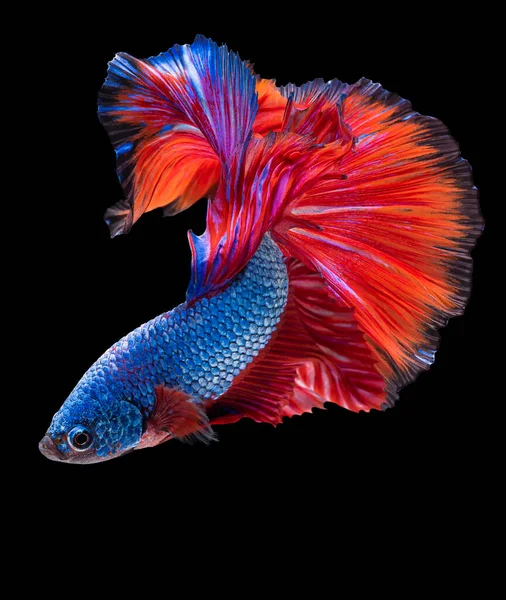 Hermoso Movimiento Azul Rojo Betta Pescado Primer Plano Rítmico Los — Foto de Stock