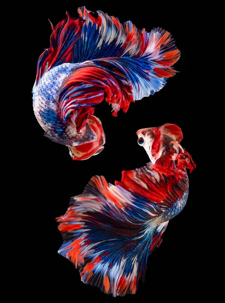 Beautiful movement of red blue Betta, Siamese fighting fish, Two betta fish are fighting, Betta splendens, Half moon Betta fish isolated on black background.