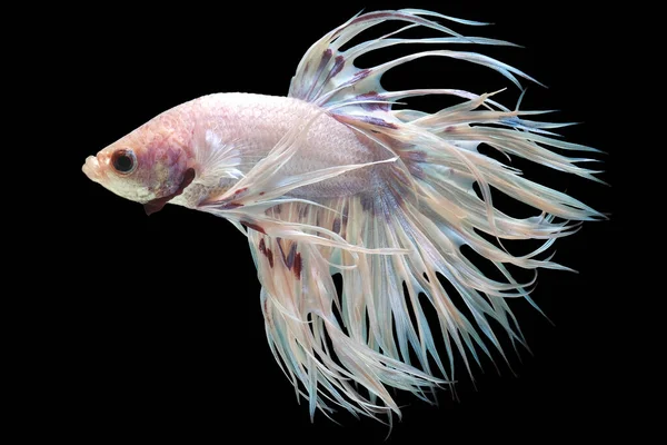 Beautiful Movement White Crowntail Betta Fish Fancy Halfmoon Betta Moving — Stock Photo, Image
